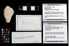 Foto (Objekt + Etikett) von Cracensigillatus acutirostris (Moericke, 1889)  (NHMW-GEO-2014-0194-0631)